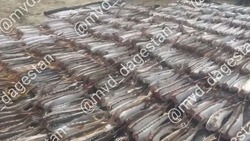 В Дагестане изъяли свыше 2 тонн незаконно пойманной краснокнижной рыбы